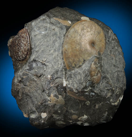Fossilized Sphenodiscus from Fox Hills Formation, Pennington County, South Dakota