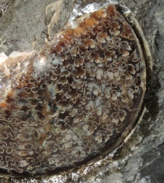 Fossilized Sphenodiscus from Fox Hills Formation, Pennington County, South Dakota