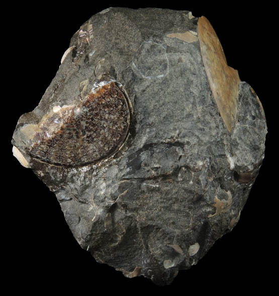 Fossilized Sphenodiscus from Fox Hills Formation, Pennington County, South Dakota