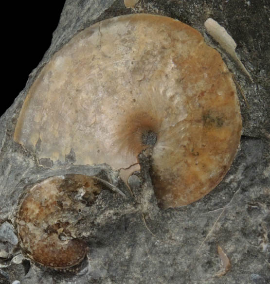 Fossilized Sphenodiscus from Fox Hills Formation, Pennington County, South Dakota