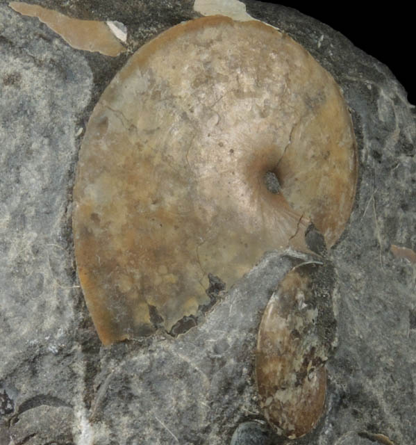 Fossilized Sphenodiscus from Fox Hills Formation, Pennington County, South Dakota