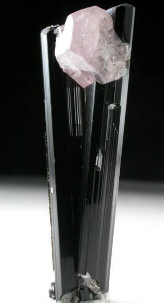 Fluorapatite on Schorl Tourmaline from Dapos, Nyet Bruk, Braldu Valley, Baltistan, Gilgit-Baltistan, Pakistan