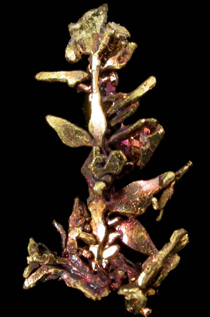 Gold from Eagle's Nest Mine, Michigan Bluff District, Placer County, California