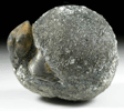 Pyrite pseudomorph after Polecypod from Alden, Erie County, New York