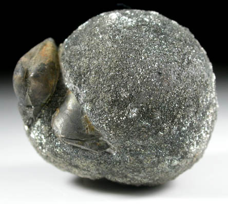 Pyrite pseudomorph after Polecypod from Alden, Erie County, New York