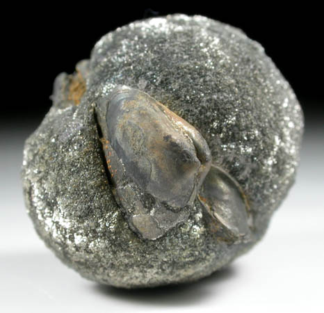 Pyrite pseudomorph after Polecypod from Alden, Erie County, New York