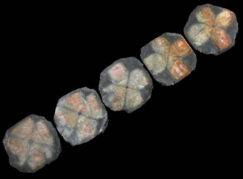 Andalusite var. Chiastolite (set of 4 slices) from Lancaster, Worcester County, Massachusetts