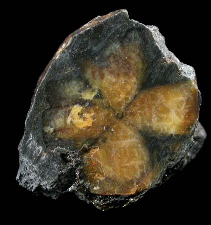 Andalusite var. Chiastolite from Lancaster, Worcester County, Massachusetts