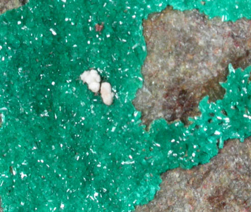 Dioptase from (Harquahala Mine), (La Paz County), (Arizona)