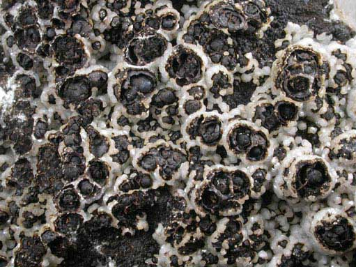 Smithsonite over Goethite-Hematite from Kelly Mine, Magdalena District, Socorro County, New Mexico