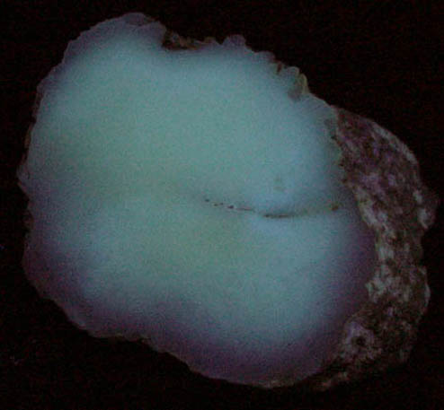 Opal var. Cacholong Opal from Siberia, Russia