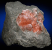 Celestine from Forks-of-the-Credit, Belfountain, Ontario, Canada