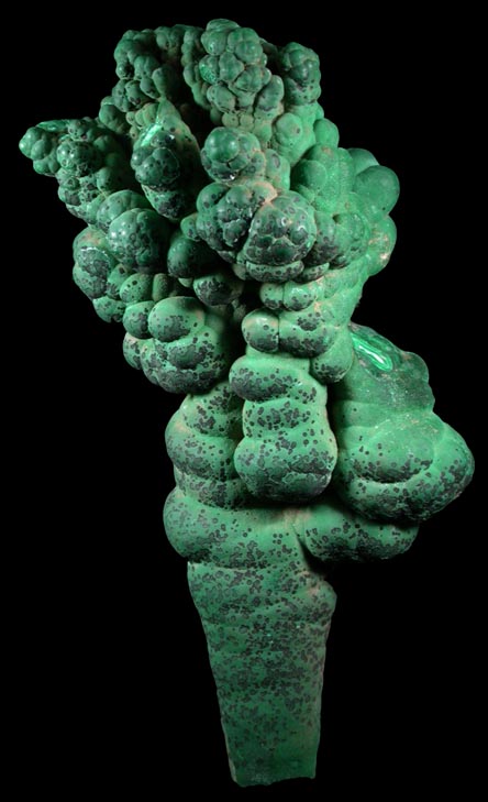 Malachite (stalactitic) from Mashamba Mines, 10 km west of Kolwezi, Katanga Copperbelt, Lualaba Province, Democratic Republic of the Congo