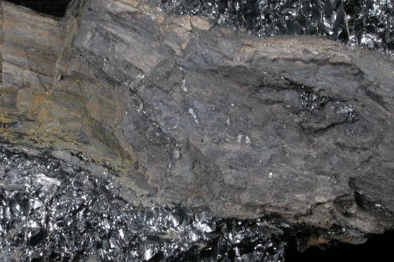 Coal with fossilized wood from Ekka Coal Mine, Matanuska coal fields, north of Palmer, Alaska