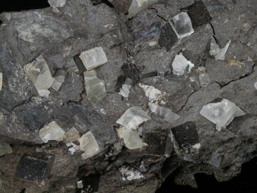 Shortite in Shale from FMC Westvaco Mine, Green River Formation, west of Green River, Sweetwater County, Wyoming (Type Locality for Shortite)