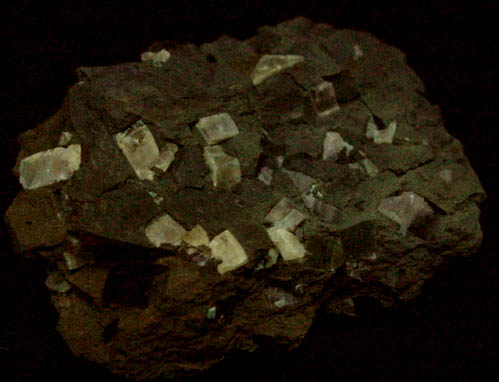 Shortite in Shale from FMC Westvaco Mine, Green River Formation, west of Green River, Sweetwater County, Wyoming (Type Locality for Shortite)