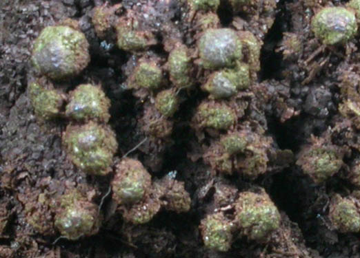 Copper (crystallized) from Czar Shaft, Bisbee, Warren District, Cochise County, Arizona