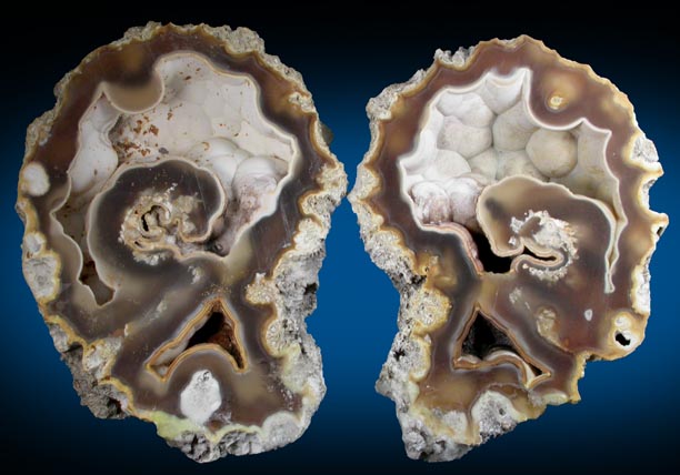 Quartz var. Agate pseudomorphs after Coral (Tampa Bay Coral) from Tampa Bay, Hillsborough County, Florida