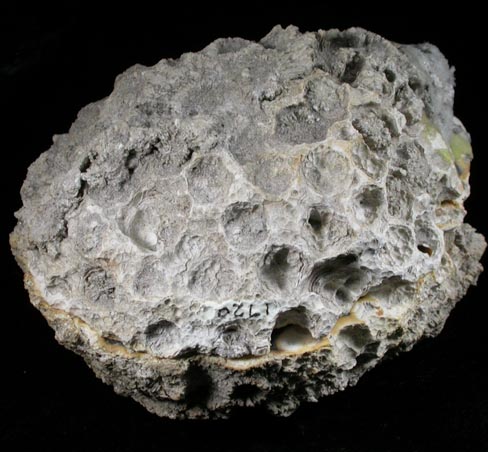 Quartz var. Agate pseudomorphs after Coral (Tampa Bay Coral) from Tampa Bay, Hillsborough County, Florida