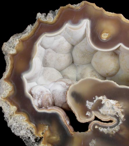 Quartz var. Agate pseudomorphs after Coral (Tampa Bay Coral) from Tampa Bay, Hillsborough County, Florida