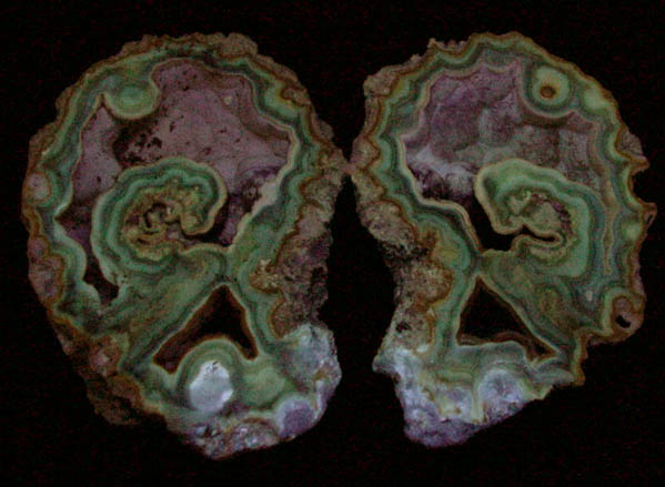 Quartz var. Agate pseudomorphs after Coral (Tampa Bay Coral) from Tampa Bay, Hillsborough County, Florida