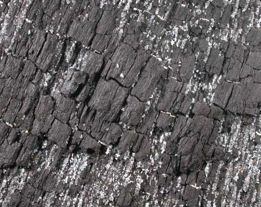 Quartz on Lignite from Culebra Cut (Gaillard Cut), Panama Canal, 18 km northwest of Panama City, Panama