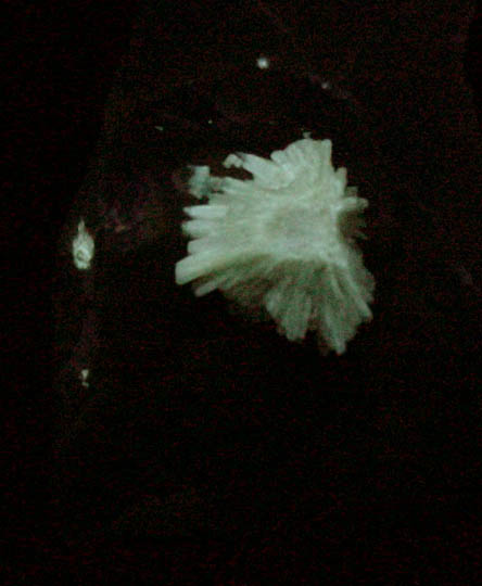 Barite on Calcite from Isle of Sheppey, Kent, England