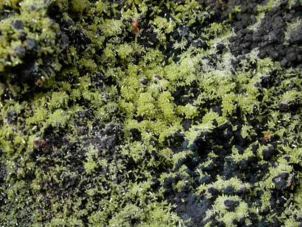 Pyromorphite and Coronadite on Quartz from Old Luganure Mine, Shallow Adit, Glendasan, County Wicklow, Ireland