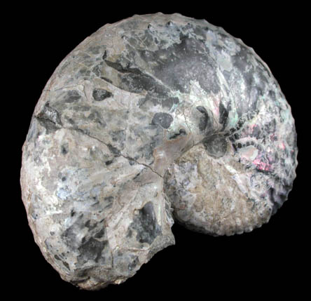 Fossilized Hoploscaphites Nebrascensis from Fox Hills Formation, Pennington County, South Dakota