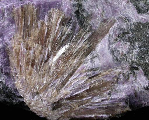 Charoite, Steacyite, Tinaksite, Aegirine from Murunskii Massif, between the Charo and Tokko Rivers, Aldan Shield, Yakutia, Russia (Type Locality for Charoite)