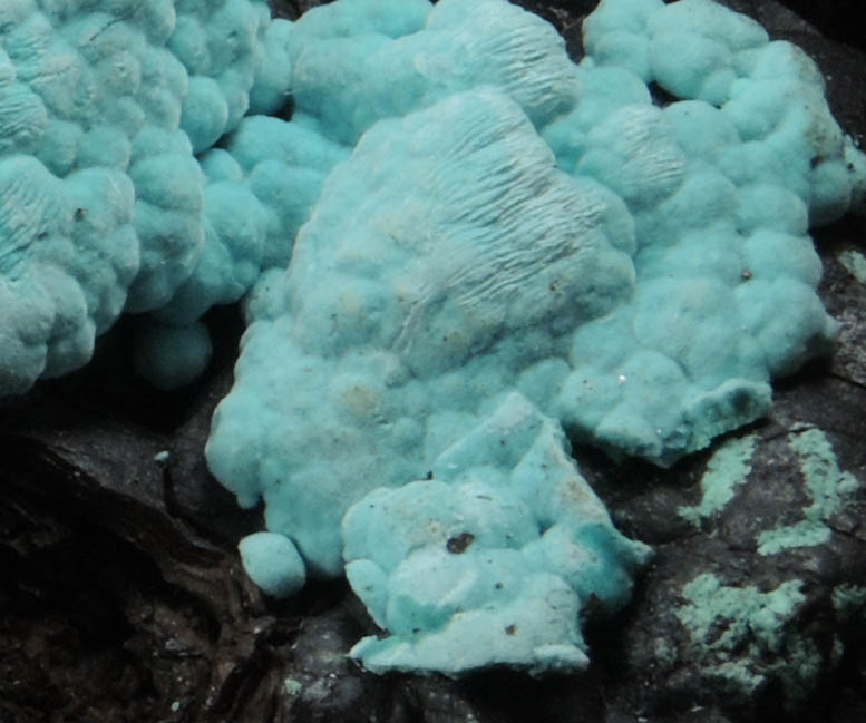 Rosasite on Mn-rich gossan from Silver Bill Mine, Courtland-Gleeson District, Cochise County, Arizona