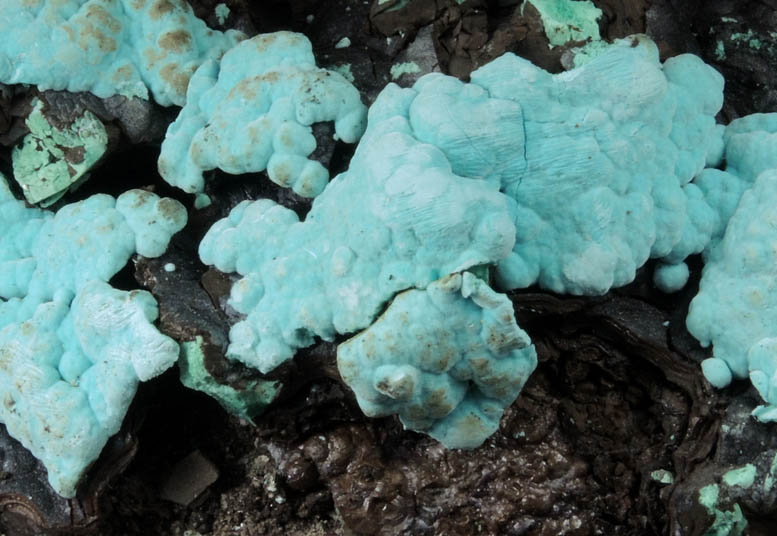 Rosasite on Mn-rich gossan from Silver Bill Mine, Courtland-Gleeson District, Cochise County, Arizona