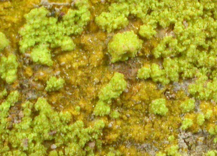 Rutherfordine and Autunite from Apex Mine, Reese River District, Lander County, Nevada