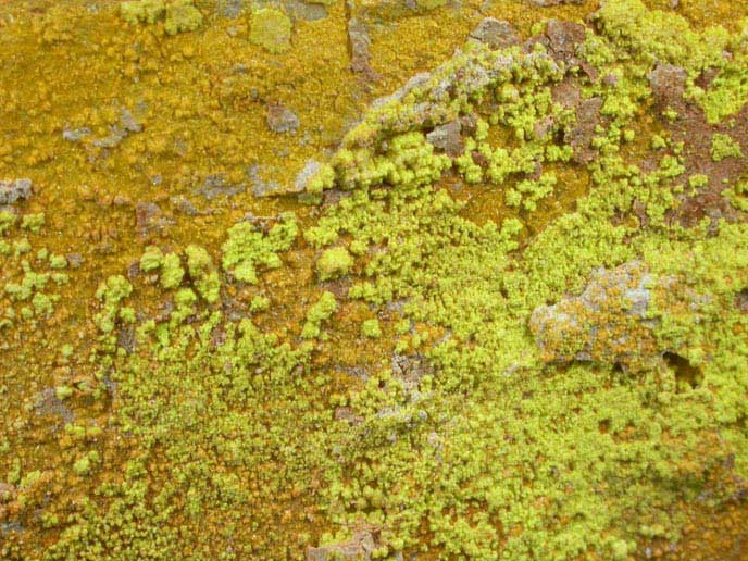 Rutherfordine and Autunite from Apex Mine, Reese River District, Lander County, Nevada