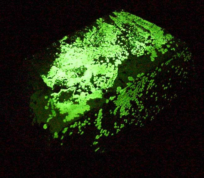 Rutherfordine and Autunite from Apex Mine, Reese River District, Lander County, Nevada