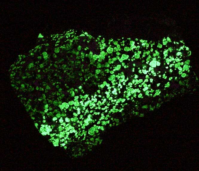 Friedelite in Franklinite, Willemite, Calcite from Franklin, Sussex County, New Jersey (Type Locality for Franklinite)