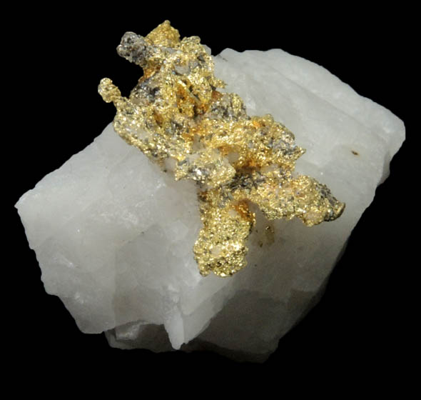 Gold on Quartz from Sixteen-To-One Mine (16 to 1 Mine), Alleghany, 35 km NE of Grass Valley, Sierra County, California
