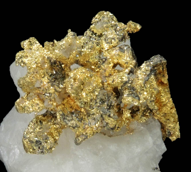 Gold on Quartz from Sixteen-To-One Mine (16 to 1 Mine), Alleghany, 35 km NE of Grass Valley, Sierra County, California