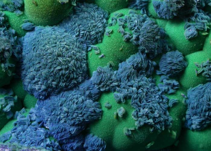 Azurite over Chrysocolla from Manganese Blue Mine Area, 4750' Bench, Morenci Mine, Copper Mountain, Greenlee County, Arizona