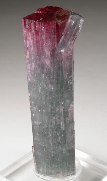 Elbaite Tourmaline from Pederneira Mine, Sao Jos da Safira, Minas Gerais, Brazil