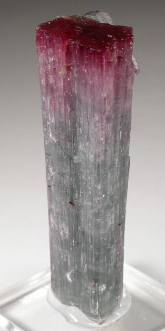 Elbaite Tourmaline from Pederneira Mine, Sao Jos da Safira, Minas Gerais, Brazil