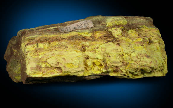 Carnotite replacing Wood from McElroy Mine, Henry Mountain District, Garfield County, Utah