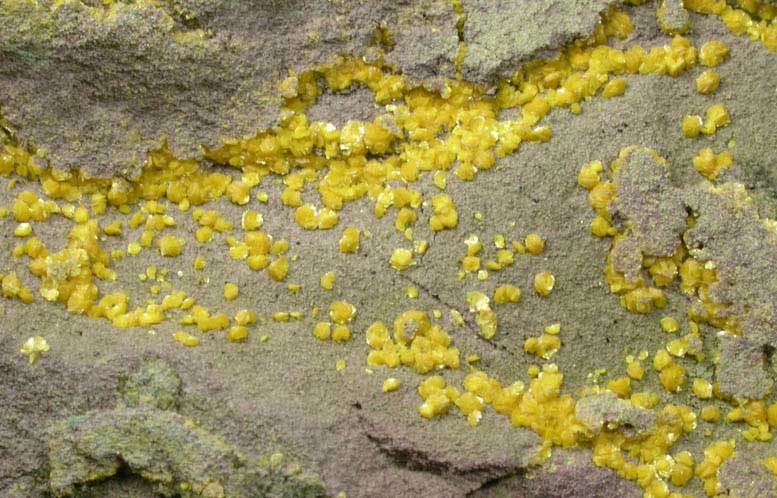 Metatyuyamunite-Tyuyamunite with Volborthite from Ridenaur Mine, Coconino County, Arizona