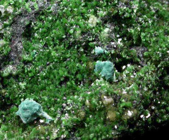 Willemite, Conichalcite, Rosasite from Tsumeb Mine, Otavi-Bergland District, Oshikoto, Namibia