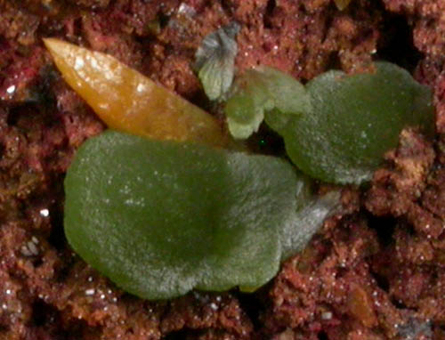 Mimetite with Wulfenite from Mina Ojuela, Mapimi, Durango, Mexico