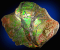 Ammolite (Opalized pseudomorph after Ammonite fossil) from Bearpaw Formation, Alberta, Canada