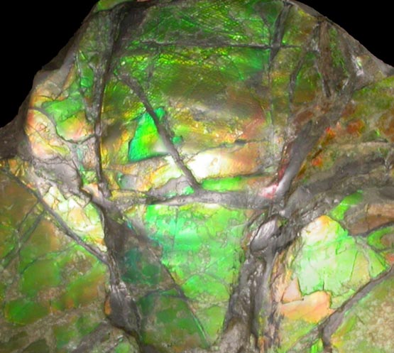 Ammolite (Opalized pseudomorph after Ammonite fossil) from Bearpaw Formation, Alberta, Canada
