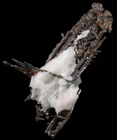 Silver crystals in Calcite from Andres del Rio District, Batopilas, Chihuahua, Mexico