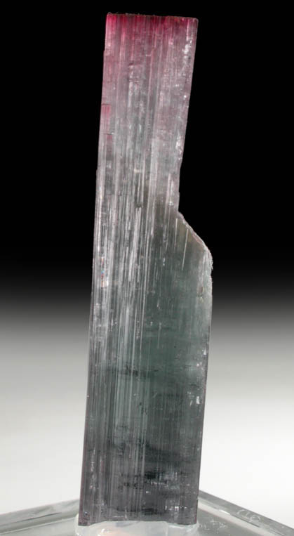 Elbaite Tourmaline from Pederneira Mine, Sao Jos da Safira, Minas Gerais, Brazil