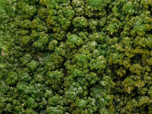 Pyromorphite from Gute Hoffnung Mine, south of Bleibuir, Eifel Mountains, Nordrhein-Westfalen, Germany